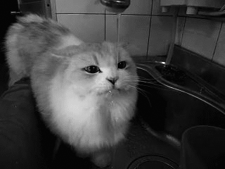 This gif image - Thirsty Kitten, is available for free download