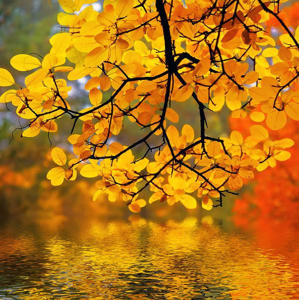 This jpeg image - Autumn Background, is available for free download