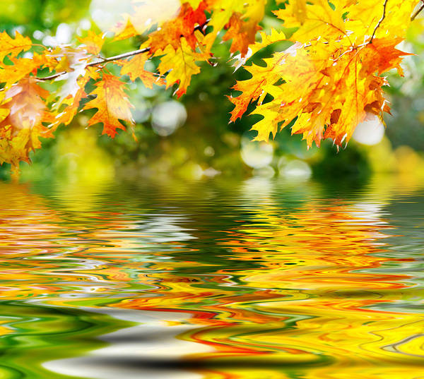 This jpeg image - Autumn Leaves and Water Background, is available for free download