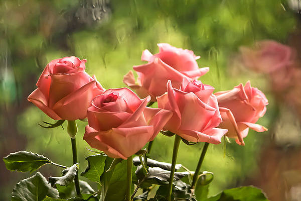 This jpeg image - Background Beautiful Roses, is available for free download