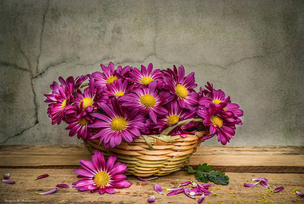 This jpeg image - Background with Beautiful Magenta Flowers in Basket, is available for free download