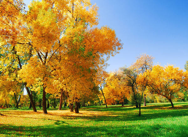 This jpeg image - Background with Fall Leaves, is available for free download