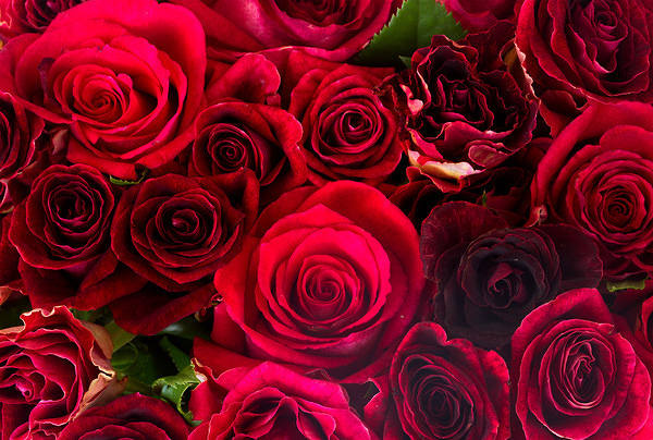 This jpeg image - Background with Lovely Roses, is available for free download