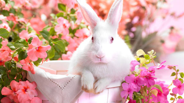This jpeg image - Background with White Bunny and Flowers, is available for free download