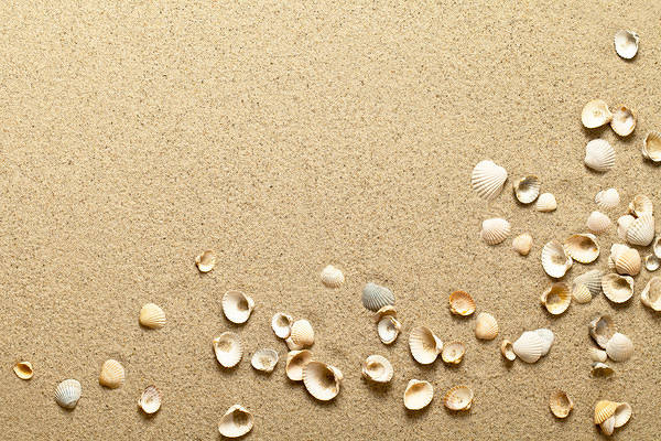 This jpeg image - Beach Sand and Shells Background, is available for free download