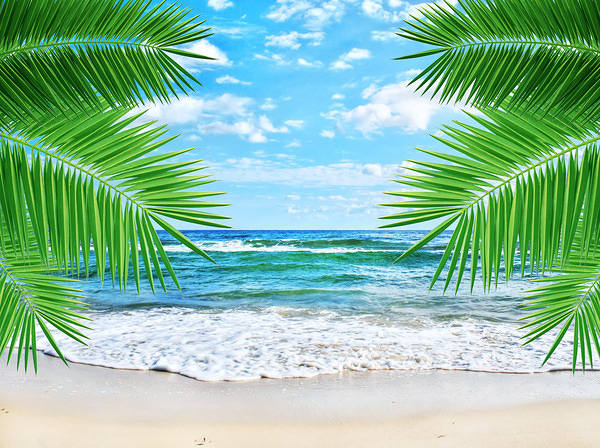This jpeg image - Beach and Palms Backgroun, is available for free download