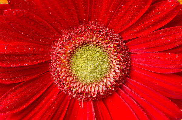This jpeg image - Beautiful Background with Red Gerbera, is available for free download