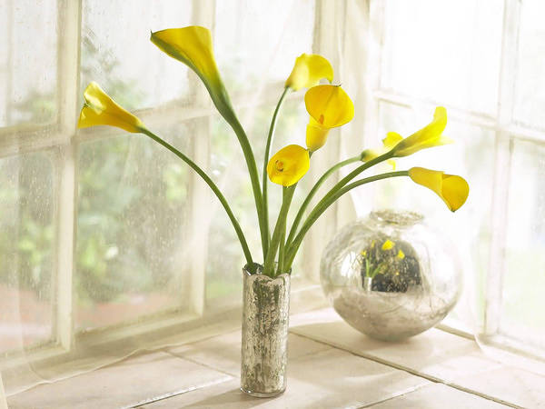 This jpeg image - Beautiful Background with Yellow Calla Lilies, is available for free download