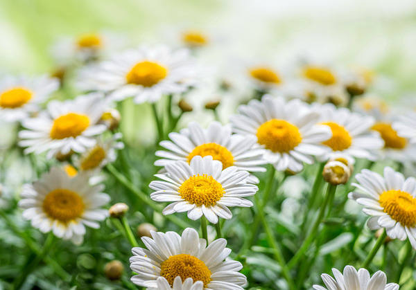 This jpeg image - Beautiful Daisies Background, is available for free download