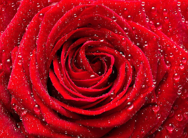 This jpeg image - Beautiful Red Rose with Dew Background, is available for free download