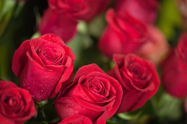 This jpeg image - Beautiful Red Roses Background, is available for free download