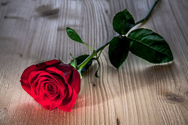 This jpeg image - Beautiful Roses Background, is available for free download