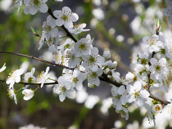 This jpeg image - Beautiful Spring Background, is available for free download