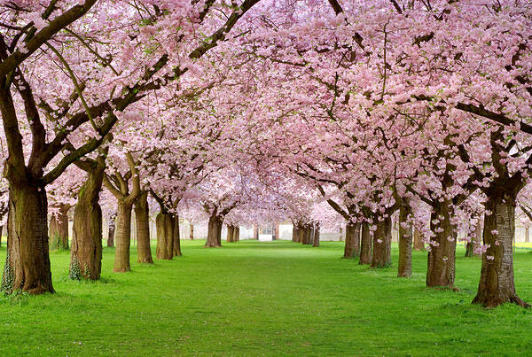 This jpeg image - Beautiful Spring Background with Trees, is available for free download