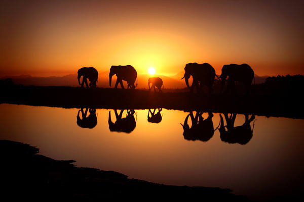 This jpeg image - Beautiful Sunset and Elephants Background, is available for free download