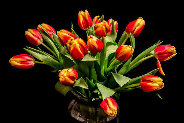 This jpeg image - Beautiful Tulips Black Background, is available for free download