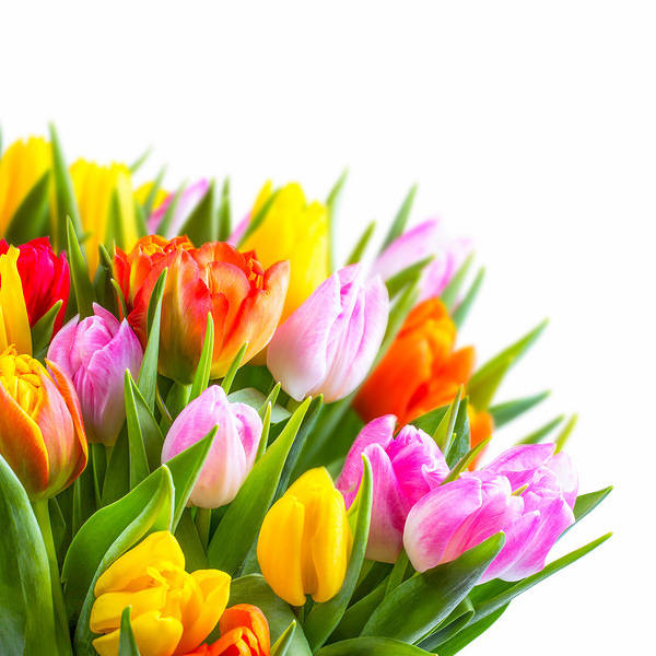 This jpeg image - Beautiful Tulips Flowers Background, is available for free download