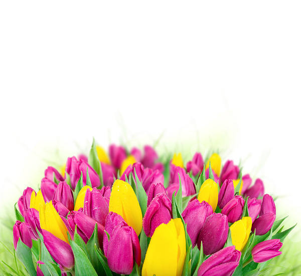 This jpeg image - Beautiful Tulips White Background, is available for free download