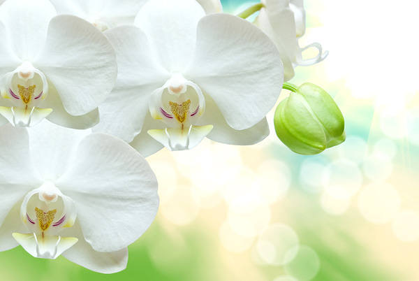 This jpeg image - Beautiful White Orchid Background, is available for free download