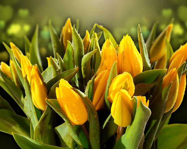 This jpeg image - Beautiful Yellow Tulips Background, is available for free download