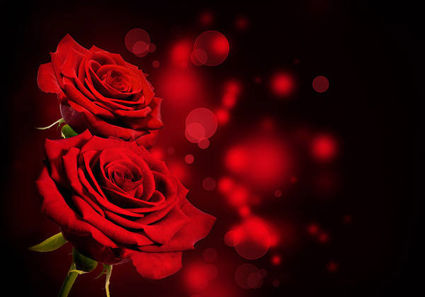 Black Background Red R...