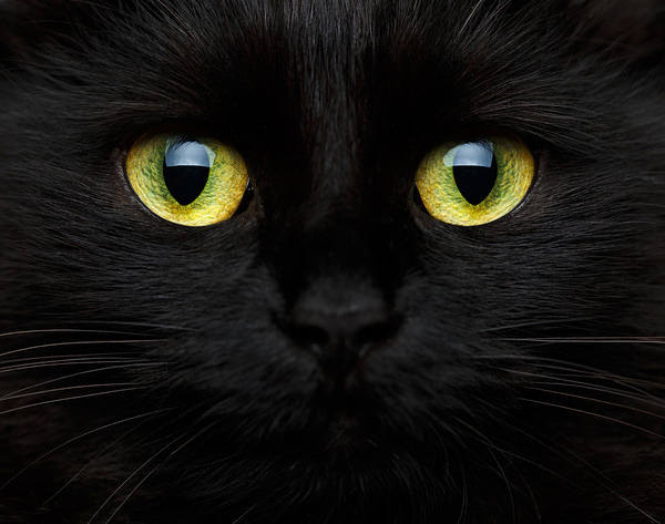 This jpeg image - Black Cat Background, is available for free download