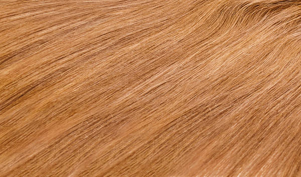 This jpeg image - Blonde Hair Texture, is available for free download