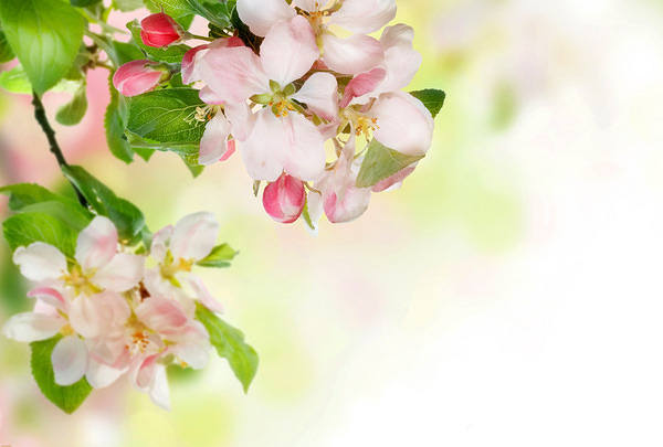 This jpeg image - Blooming Spring Background, is available for free download