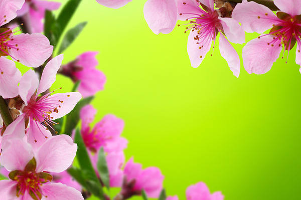 This jpeg image - Blooming Spring Branch Background, is available for free download