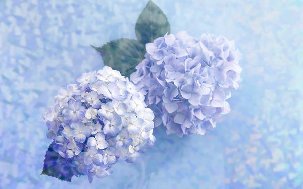 This jpeg image - Blue Background with Hydrangeas, is available for free download