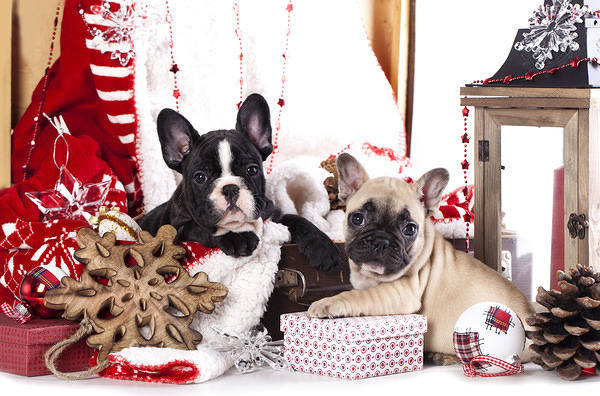 This jpeg image - Christmas Cute Puppies Background, is available for free download