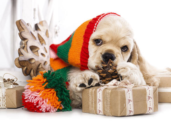 This jpeg image - Christmas Puppy Background, is available for free download