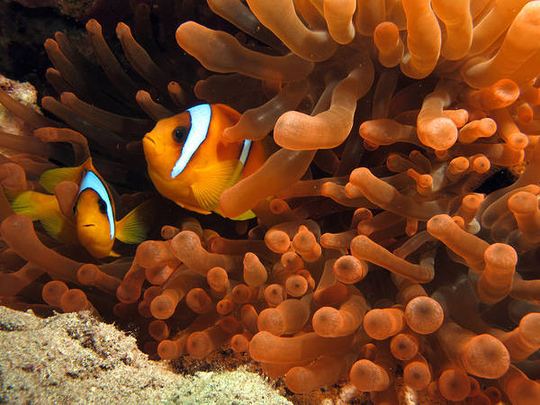 This jpeg image - Clownfishes Bacground, is available for free download