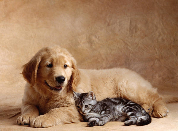 This jpeg image - Cute Dog and Cat Background, is available for free download