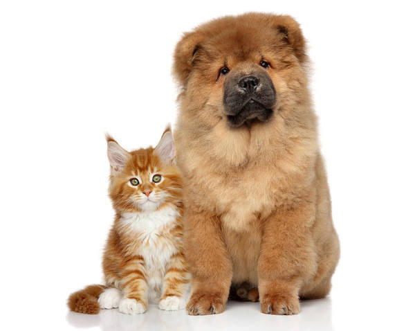 This jpeg image - Cute Dog and Kitten Background, is available for free download