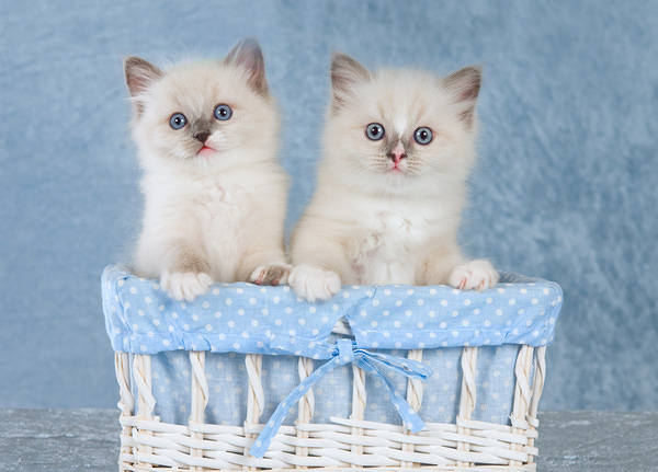 This jpeg image - Cute Kittens Blue Background, is available for free download