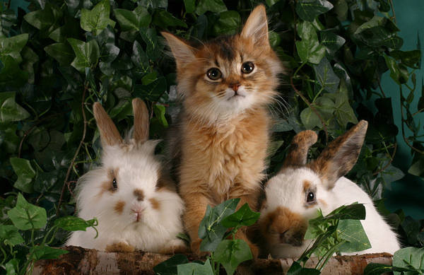 This jpeg image - Cute Kitty and Two Bunnies Background, is available for free download