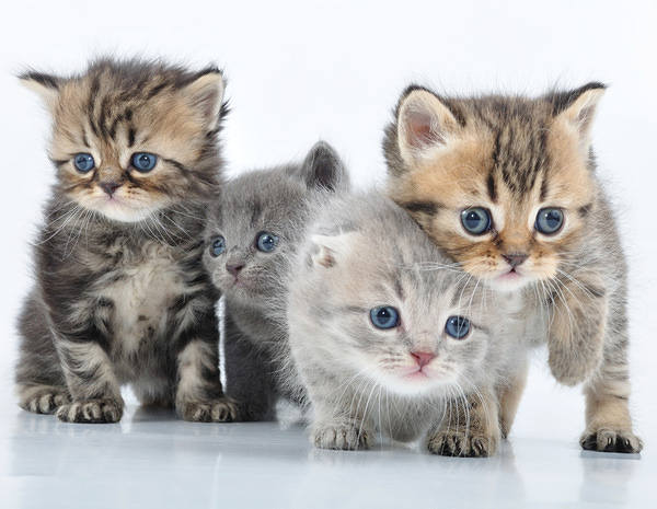 This jpeg image - Cute Little Cats Background, is available for free download