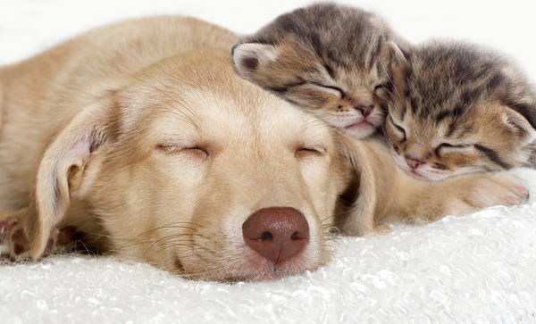 This jpeg image - Cute Little Cats and Dog Background, is available for free download