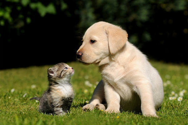 This jpeg image - Cute Little Dog and Kitten Background, is available for free download