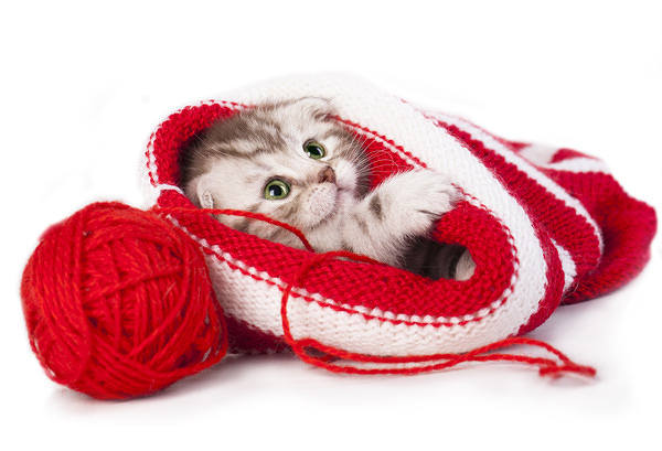 This jpeg image - Cute Little Kitten Background, is available for free download