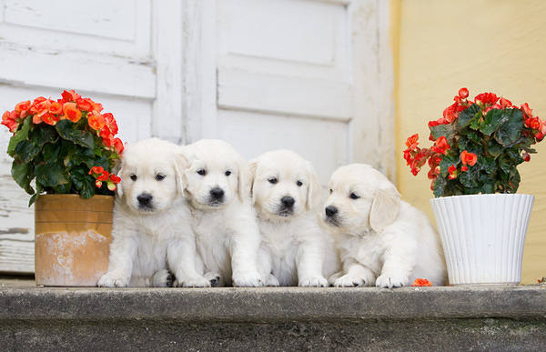This jpeg image - Cute Little Puppies with Flowers Background, is available for free download