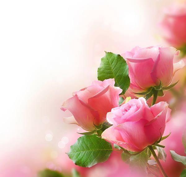 Cute Pink Roses Background | Gallery Yopriceville - High-Quality Free ...