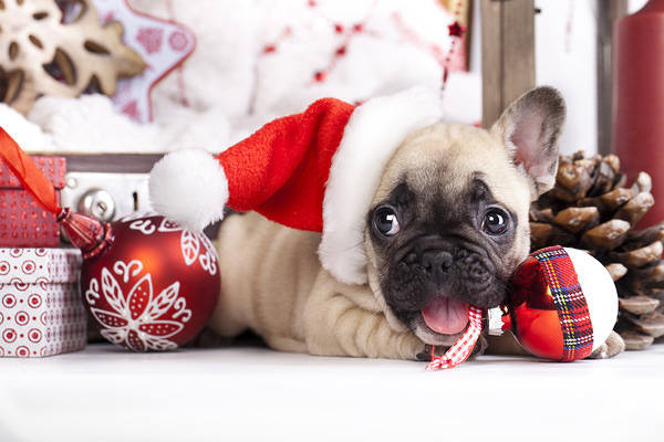This jpeg image - Cute Puppy Christmas Background, is available for free download