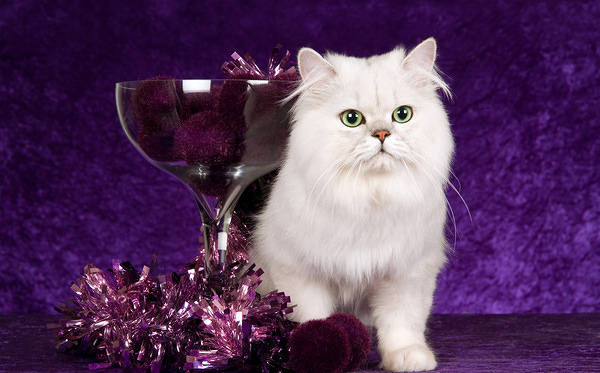 This jpeg image - Cute White Cat Purple Background, is available for free download