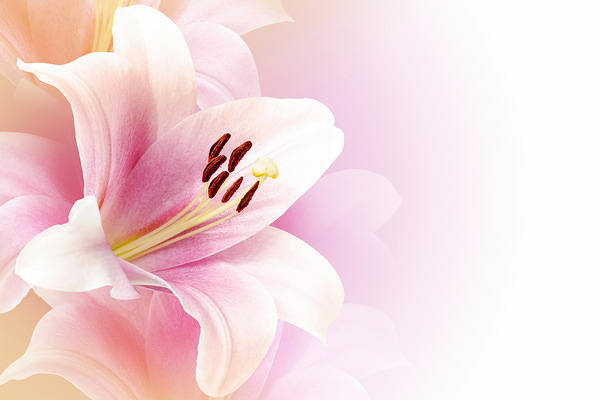 This jpeg image - Delicate Lilium Backgroun, is available for free download