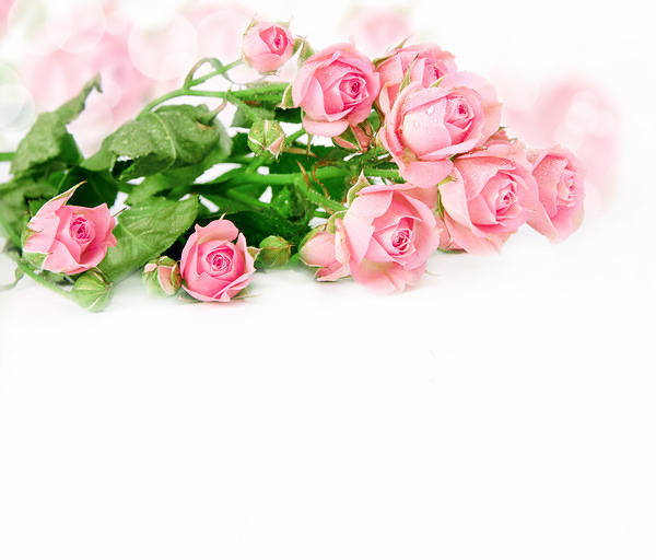 This jpeg image - Delicate Pink Roses Background, is available for free download