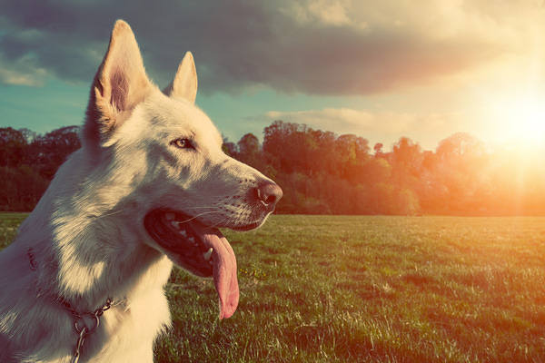 This jpeg image - Dog Background, is available for free download