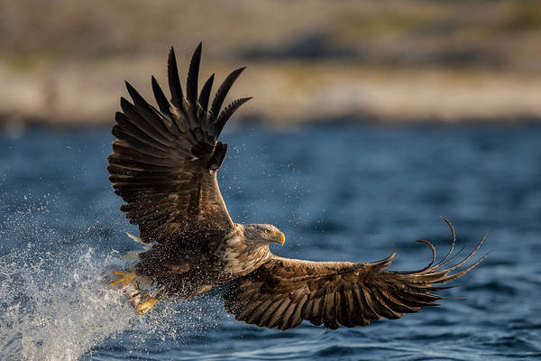 This jpeg image - Eagle in Flight Background, is available for free download