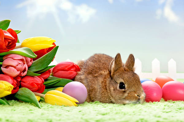 This jpeg image - Easter Background Bunny with Tulips, is available for free download